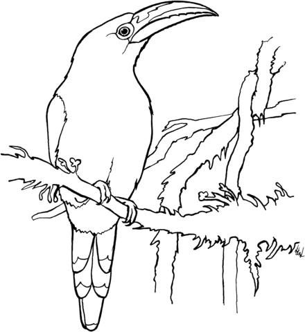 Emerald Toucanet Coloring Page